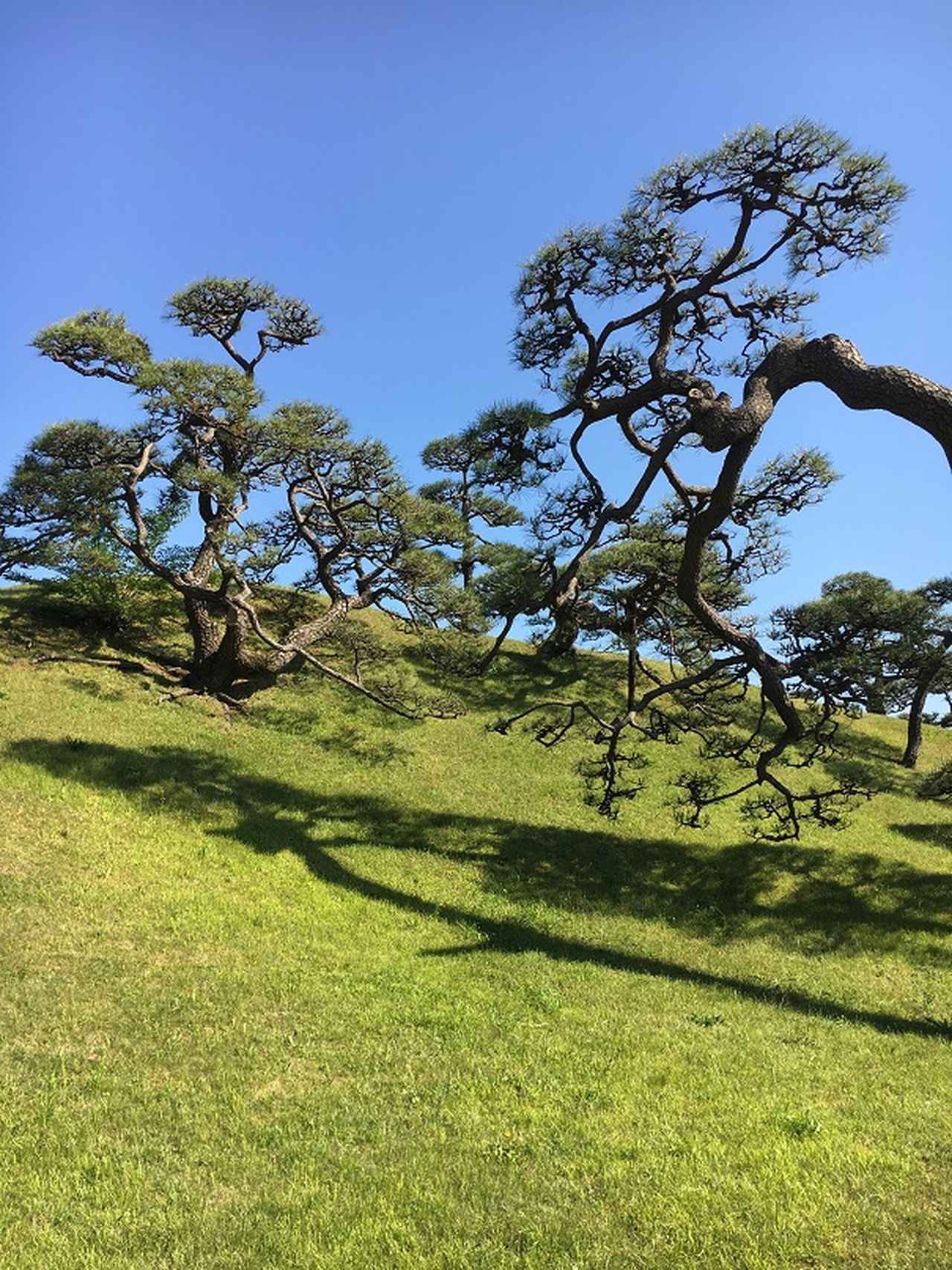 画像1: 壮観な景色!三百年の松