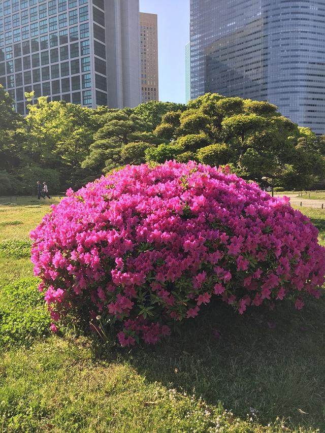 画像: 高層ビルと満開のツツジ