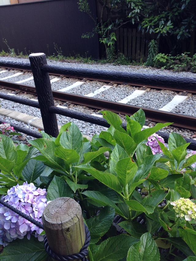 画像: 有名な「あじさい電車」