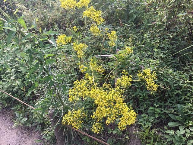 画像3: 園内には約600種の植物が!