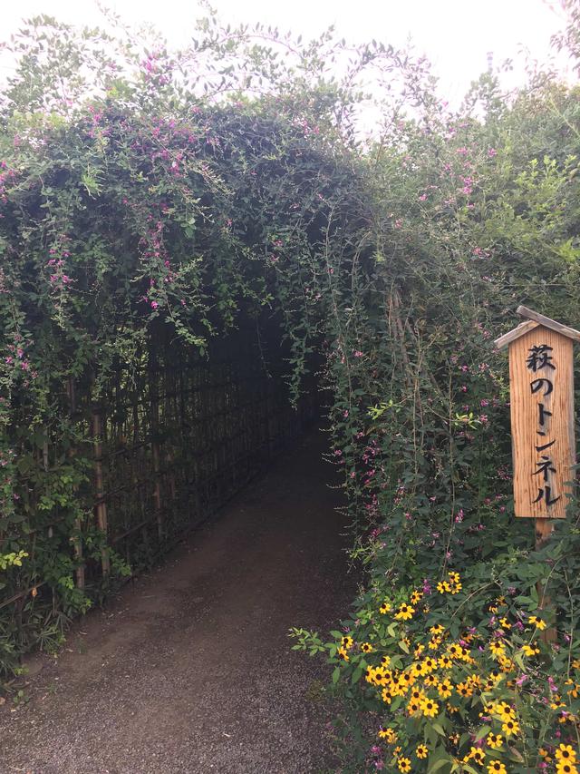 画像1: 名物の萩のトンネル