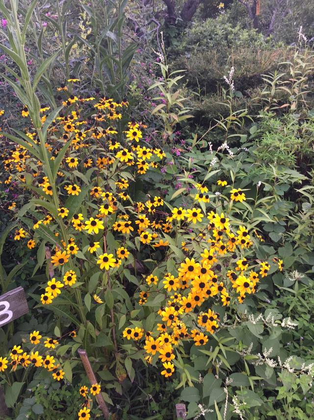 画像2: 園内には約600種の植物が!