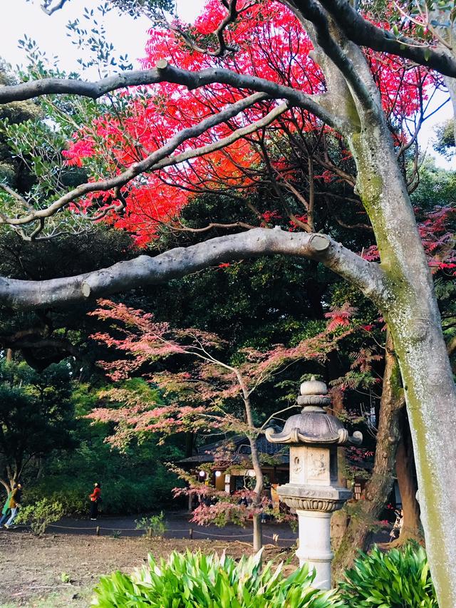 画像3: 日本庭園で秋の自然を満喫