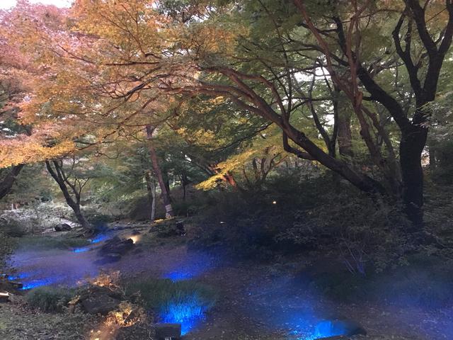 画像1: 夕方になりライトアップ開始!