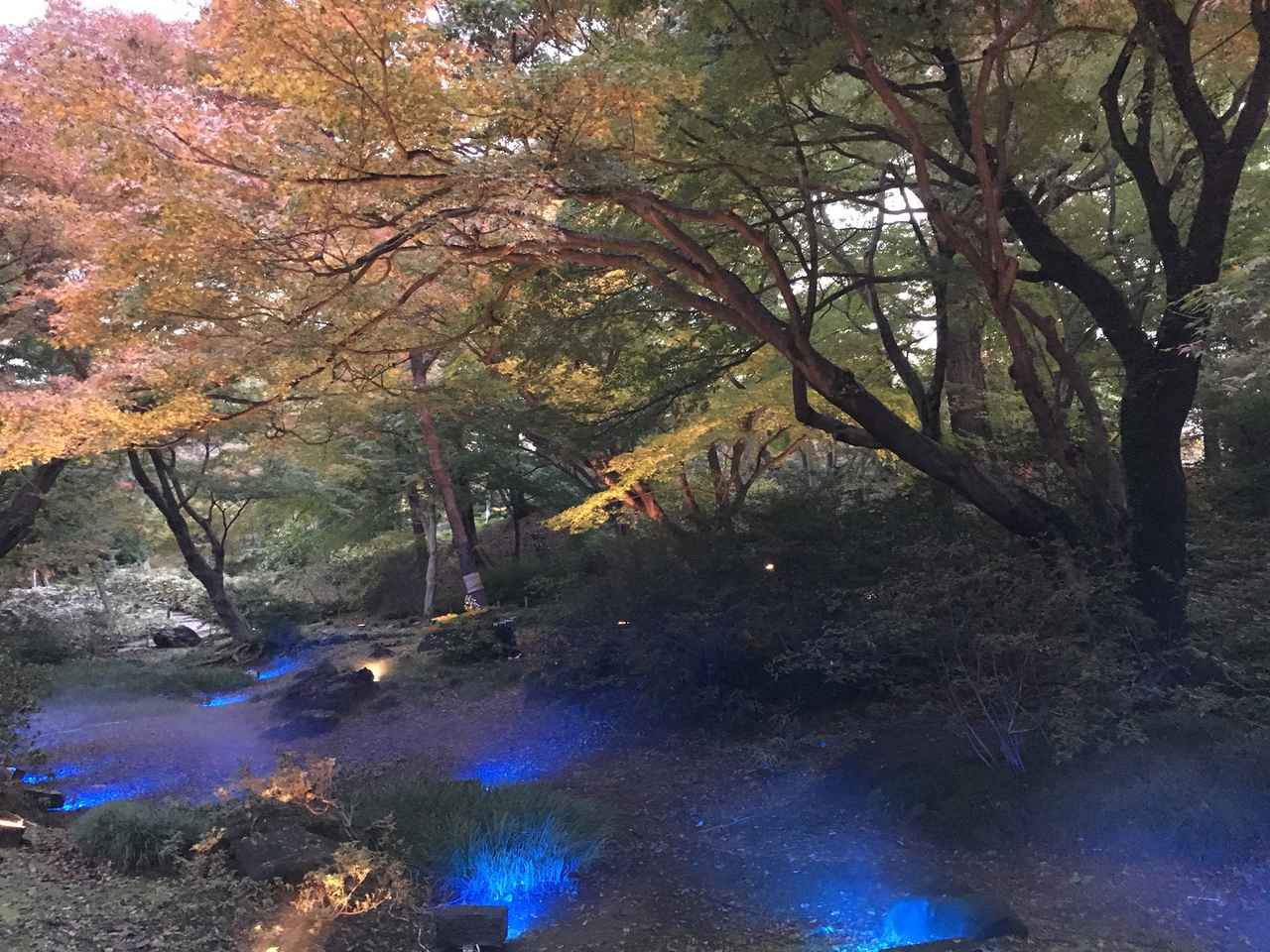 画像1: 夕方になりライトアップ開始!