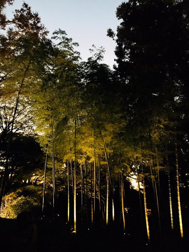 画像3: 夕方になりライトアップ開始!
