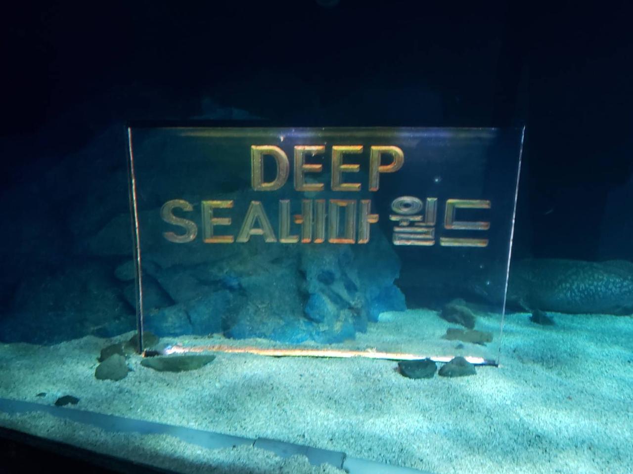 画像2: こんなに巨大な水槽は日本で見たことないくらい⁉