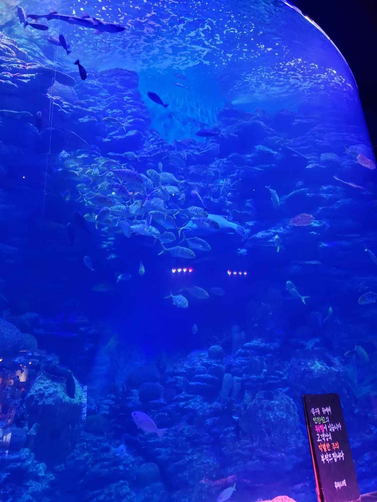 画像1: こんなに巨大な水槽は日本で見たことないくらい⁉