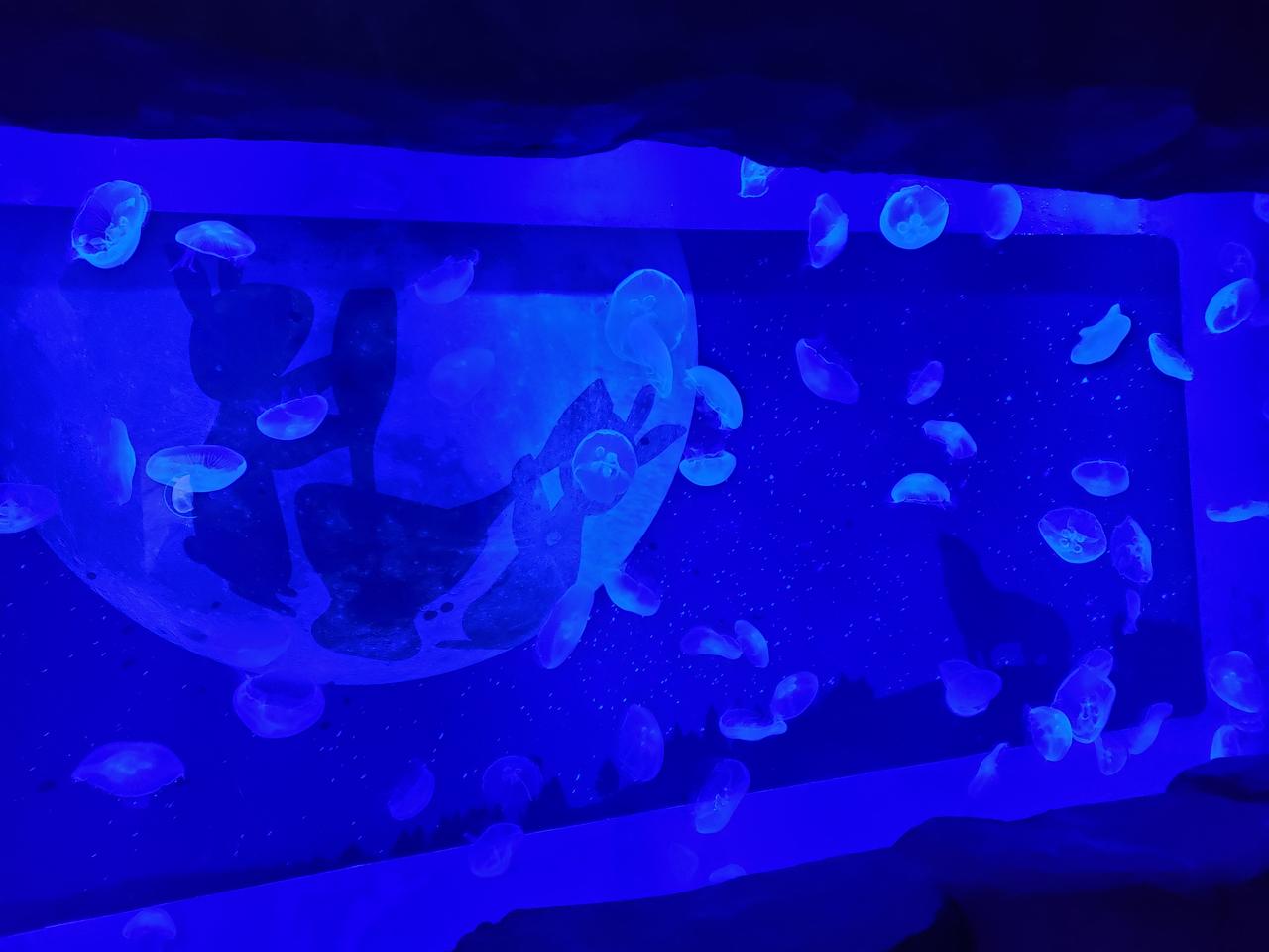 画像2: 神秘的なクラゲの水槽