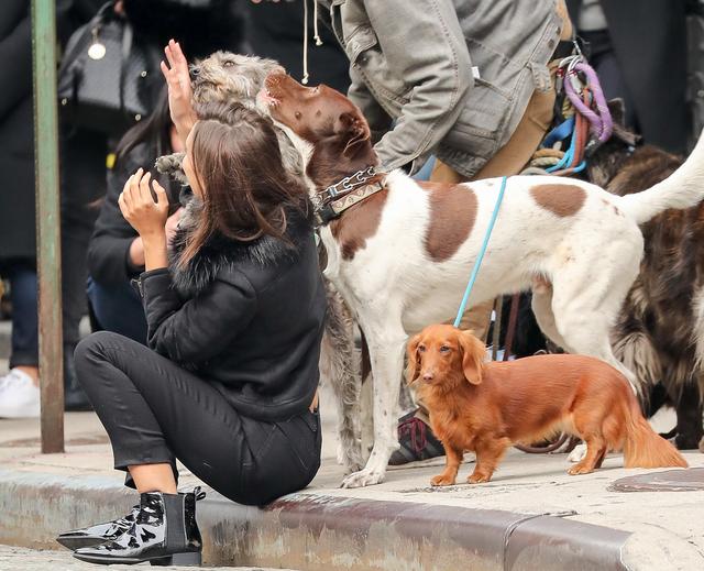 画像3: 犬の大群に囲まれてエミリーも大爆笑