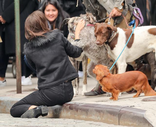 画像4: 犬の大群に囲まれてエミリーも大爆笑