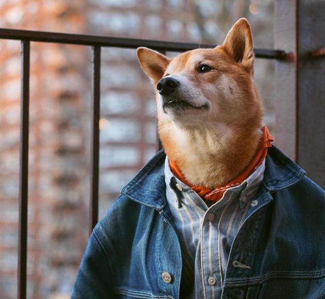 画像: NY在住スタイリッシュ犬