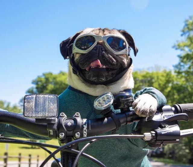 画像1: フォロワー200万以上の世界的インスタグラマー犬