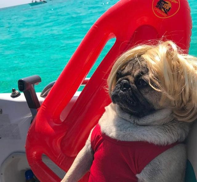 画像2: フォロワー200万以上の世界的インスタグラマー犬