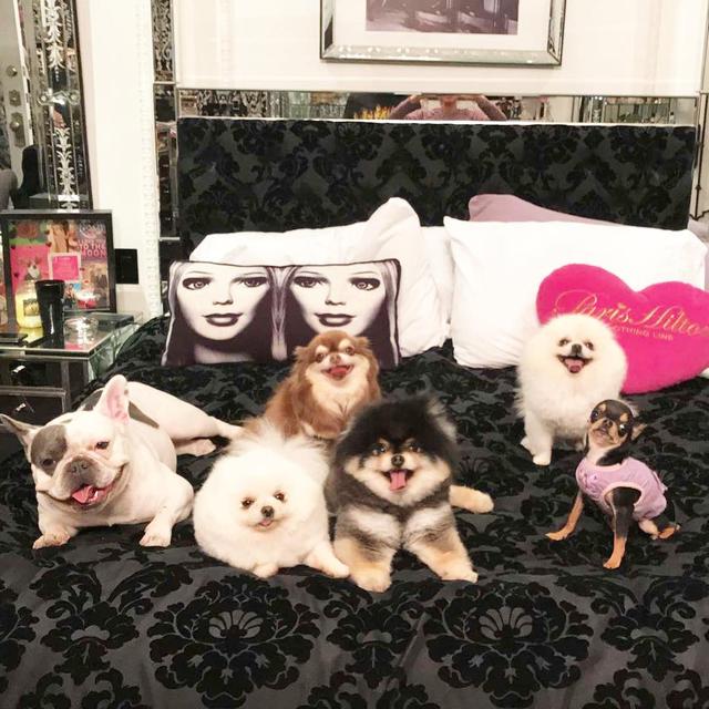 画像5: インスタアカを持っているセレブの愛犬7、フォロワー数ランキング