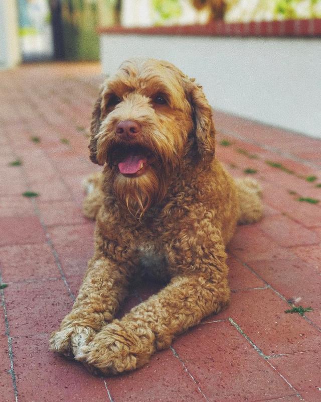 画像1: インスタアカを持っているセレブの愛犬7、フォロワー数ランキング