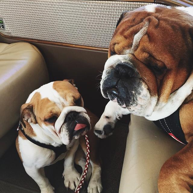 画像7: インスタアカを持っているセレブの愛犬7、フォロワー数ランキング