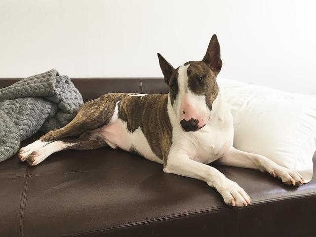 画像9: インスタアカを持っているセレブの愛犬7、フォロワー数ランキング