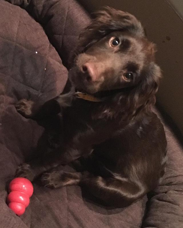 画像3: インスタアカを持っているセレブの愛犬7、フォロワー数ランキング