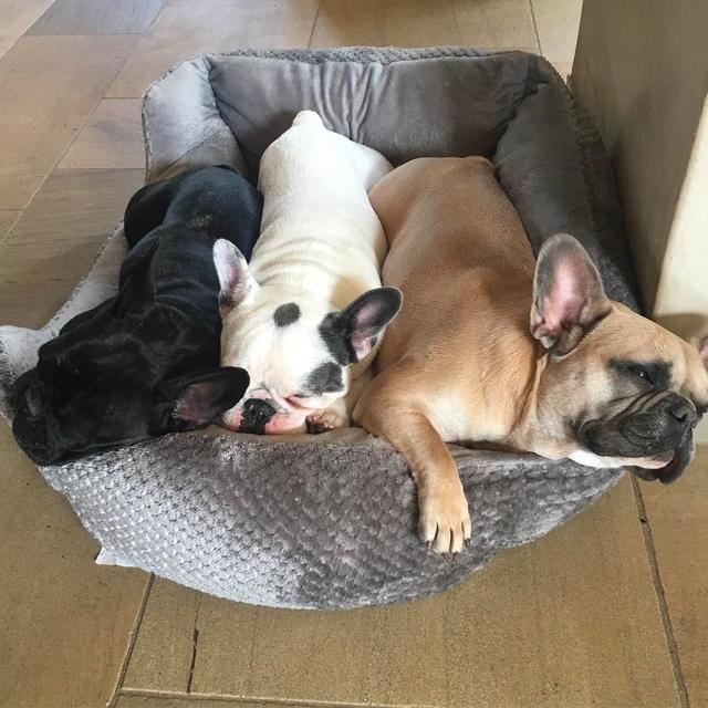 画像11: インスタアカを持っているセレブの愛犬7、フォロワー数ランキング
