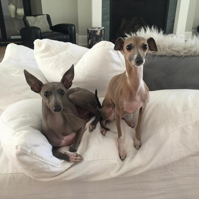画像13: インスタアカを持っているセレブの愛犬7、フォロワー数ランキング