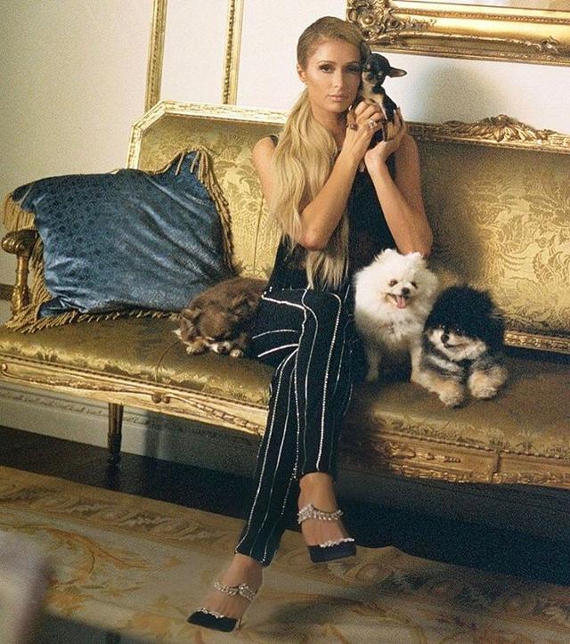 画像6: インスタアカを持っているセレブの愛犬7、フォロワー数ランキング