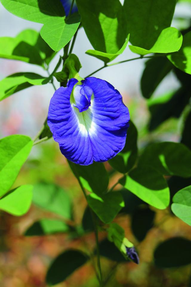 画像: 爽やかな青色の花が印象的なタイ原産のハーブ・バタフライピー