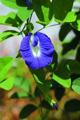 画像: 爽やかな青色の花が印象的なタイ原産のハーブ・バタフライピー