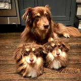 画像1: 愛犬家のアマンダ