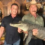 画像1: シュワちゃんとスタローンが巨大ワニを捕獲!? 2人の気迫にワニもダンマリ