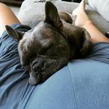 画像: 犬の名前は大好きな俳優にちなんでつけた