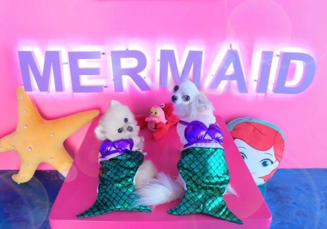 画像2: ©mermaidislandcafe