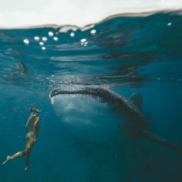 画像: まるで合成かのような巨大クジラとの水中ショット