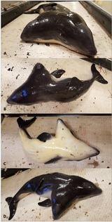 画像2: 2つの頭を持つネズミイルカが世界初発見
