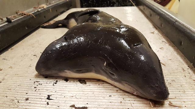画像1: 2つの頭を持つネズミイルカが世界初発見