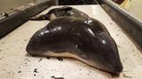 画像1: 2つの頭を持つネズミイルカが世界初発見