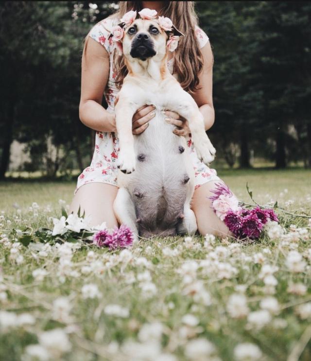画像3: 可愛すぎ!妊娠した犬のマタニティフォトに癒される