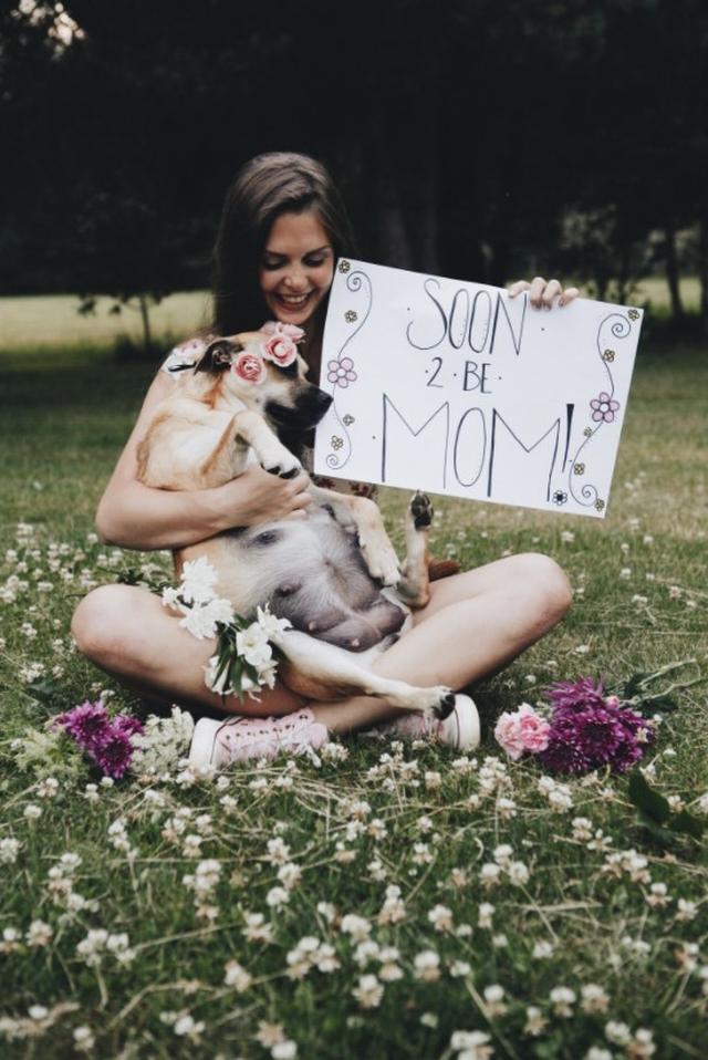 画像1: 可愛すぎ!妊娠した犬のマタニティフォトに癒される