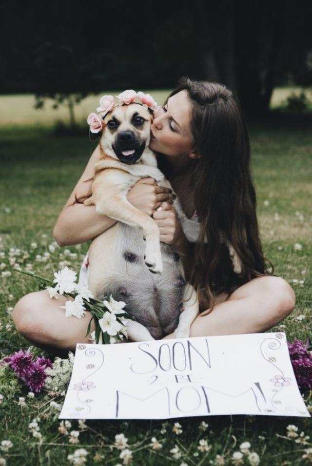 画像2: 可愛すぎ!妊娠した犬のマタニティフォトに癒される