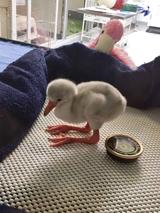 画像2: フラミンゴの赤ちゃんが可愛すぎる