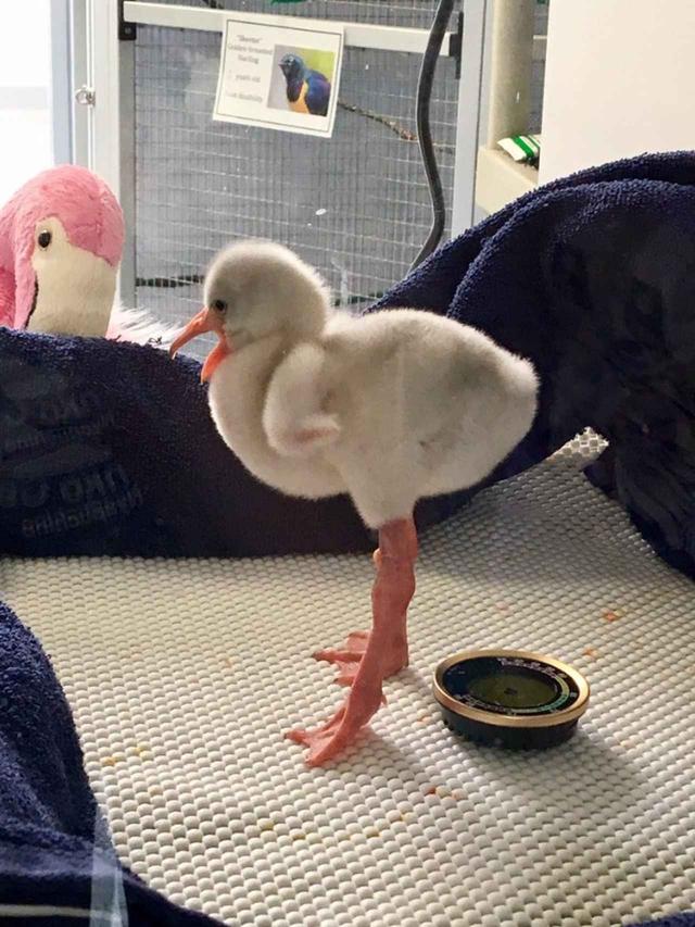 画像3: フラミンゴの赤ちゃんが可愛すぎる