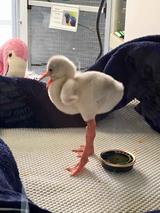 画像3: フラミンゴの赤ちゃんが可愛すぎる