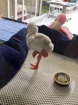 画像4: フラミンゴの赤ちゃんが可愛すぎる
