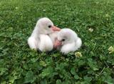 画像1: フラミンゴの赤ちゃんが可愛すぎる