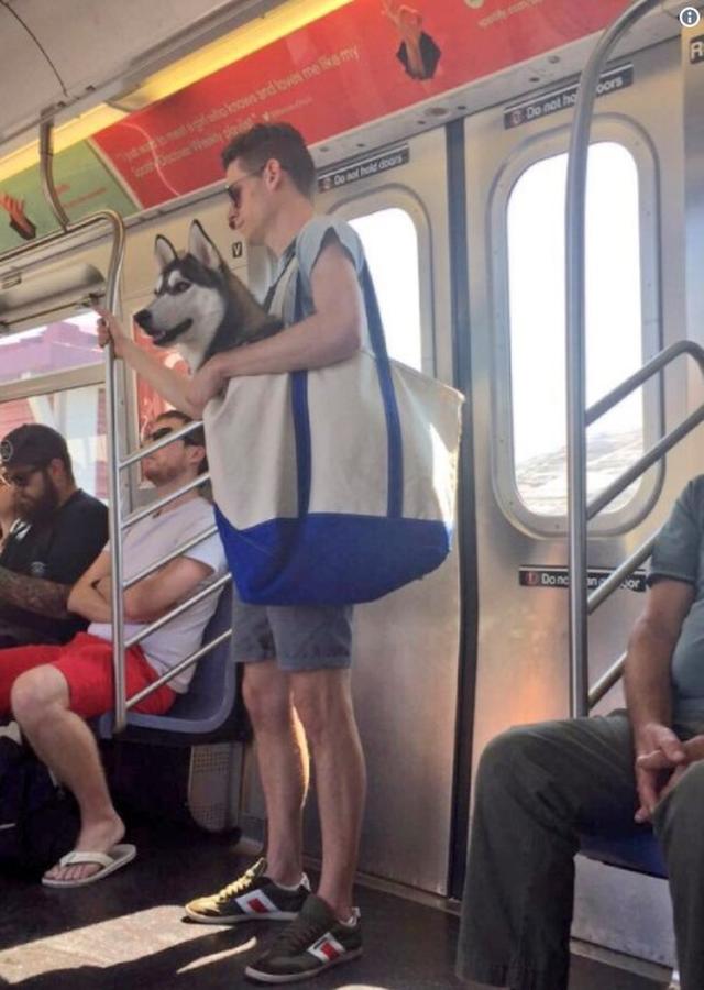 画像5: 思わず笑ってしまう鞄に入る犬たちの写真