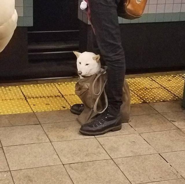画像4: 思わず笑ってしまう鞄に入る犬たちの写真