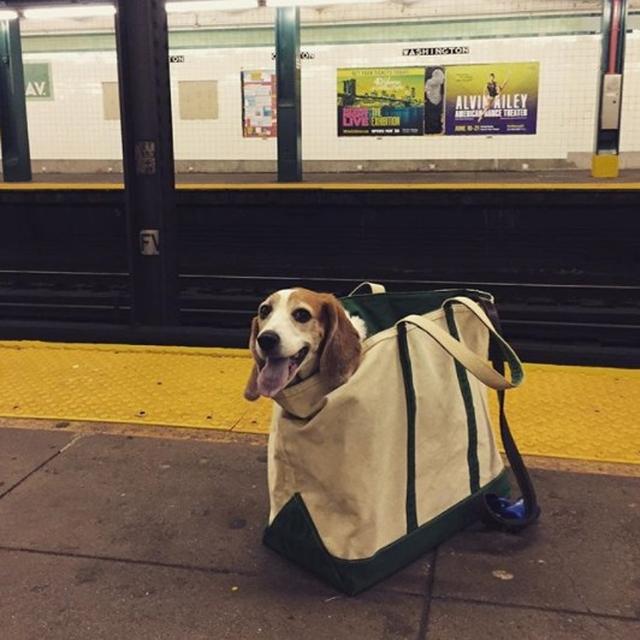 画像6: 思わず笑ってしまう鞄に入る犬たちの写真