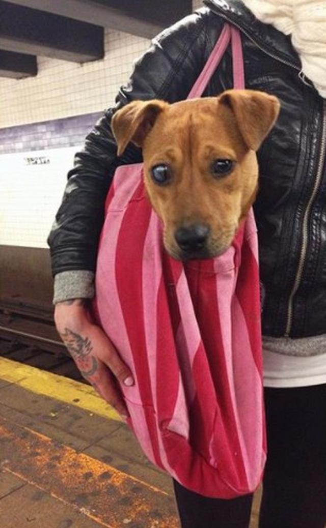 画像3: 思わず笑ってしまう鞄に入る犬たちの写真