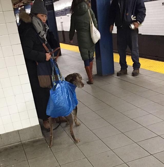 画像7: 思わず笑ってしまう鞄に入る犬たちの写真
