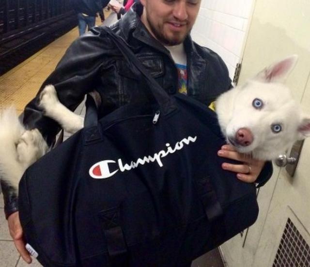 画像1: 思わず笑ってしまう鞄に入る犬たちの写真